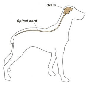 view of dog's nervous system