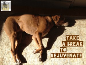 Take a Break to Rejuvenate