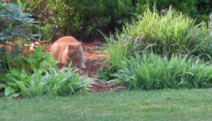 Grace saw this unfamiliar cat in our garden the other morning, but had absolutely no reaction. Must to my surprise and delight, she didn't chase it off, but rather was fine that both could co-exist with their own needs. Such a good lesson for all of us in our workplaces. 