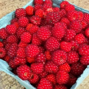 fresh food raspberries picked from our yard - yum