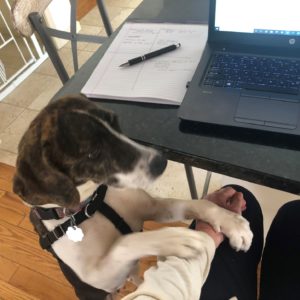 dog learning new skills at computer