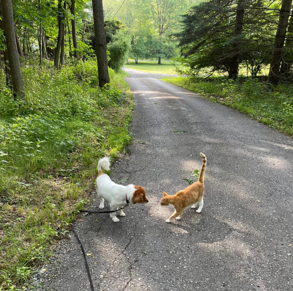 Cat and dog get curious